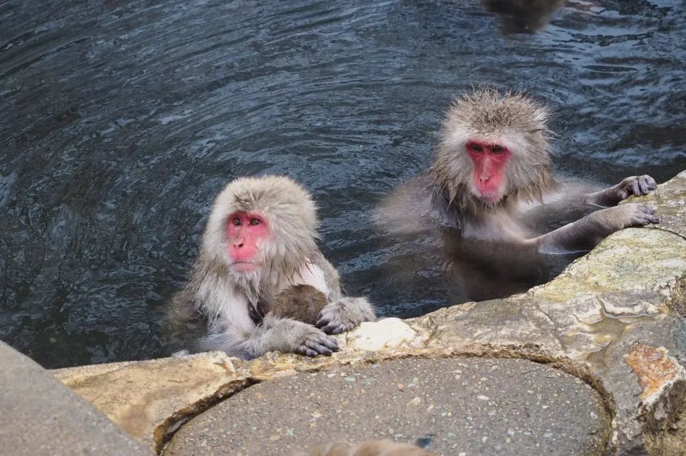 Der einzige Ort, wo Affen in heißen Quellen baden: Jigokudani Yaen Kōen