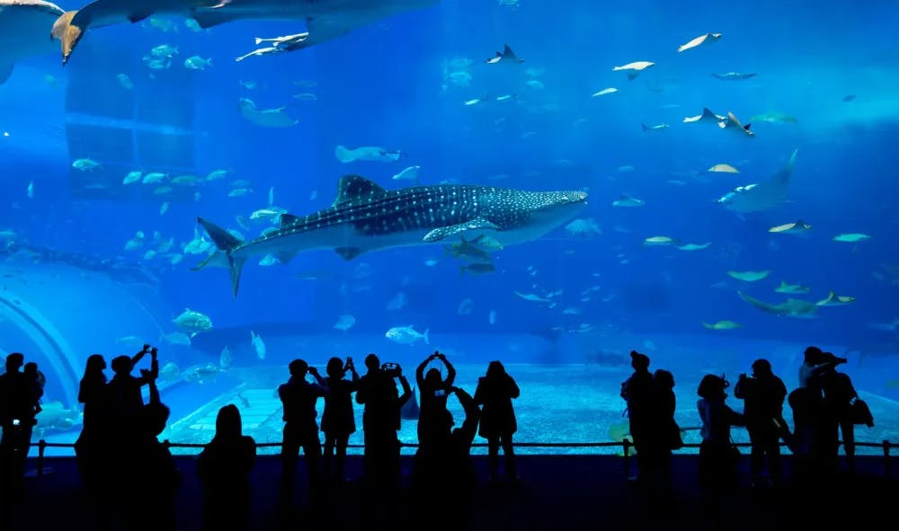 Walhai im Hauptbecken des Okinawa-Churaumi-Aquariums.